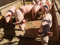 Cinghiale, Пьетрен — foto 5