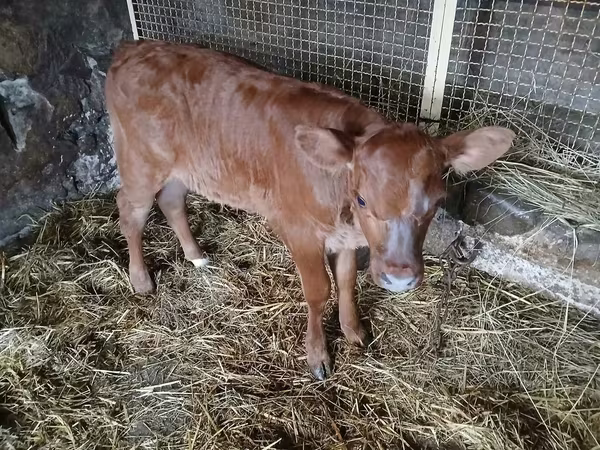 Dibi, Simmental cattle