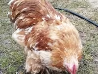 Pekin Bantam — foto 2