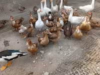 Geese — foto 4