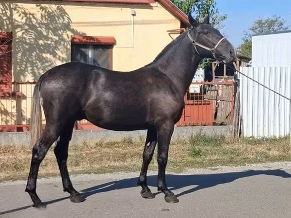 ঘোড়া, Lipizzaner