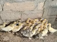 Ducks — عکس 4