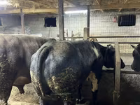 วัวตัวผู้, Swiss cattle — รูปภาพ 4