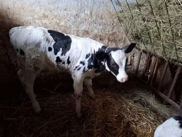 Býk, Russian Black pied cattle