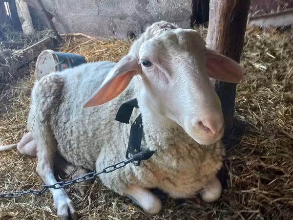 雄羊, Awassi sheep — モルドバ