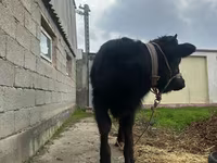 گاو نر, Simmental cattle — عکس 8