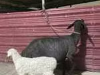 Lembu jantan, Limousin cow — foto 2