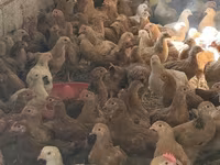 Chickens — புகைப்படம் 1