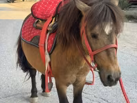 Cavallo, Cavalli — foto 3