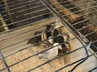 Chickens — 2 зураг