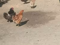 Chickens — 写真 1
