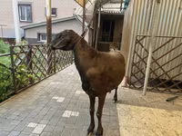 Koç, Hissar sheep — foto 6