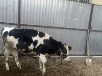 Kuh, Russian Black pied cattle — Foto 3
