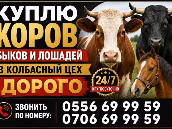 Cow, Cattle