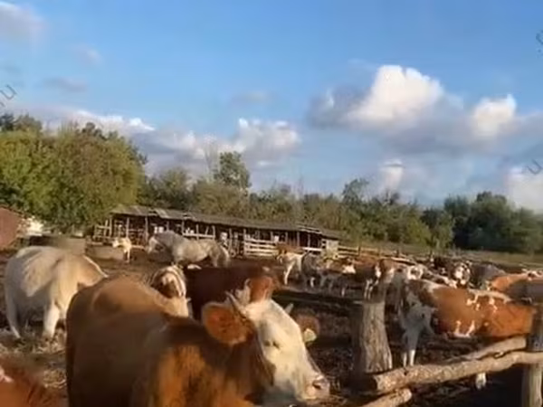 암소, Simmental cattle