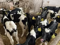 ወንድ በሬ, Holstein breed — ፎቶ 1