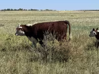Lembu betina, Kazakh White-headed cow — foto 4