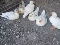 Ducks — foto 1