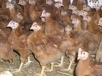 Chickens — foto 3
