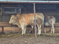 Bulle, Simmental cattle — Foto 2