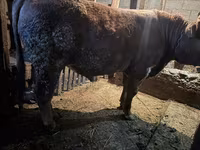 Toro, Ganado vacuno — foto 2