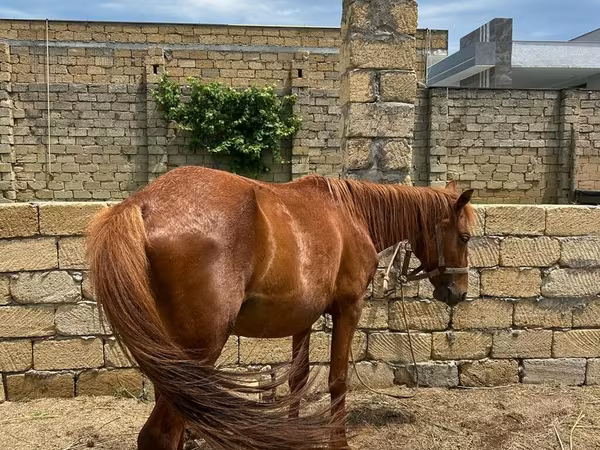 اسب (گروه، جنسیت مشخص نشده), اسب