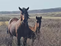 اسب نر, اسب — عکس 2