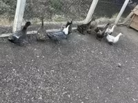 Ducks — photo 3