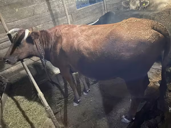 Cow, Swiss cattle
