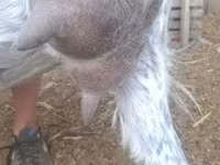 Kozel, Alpine goat — foto 8