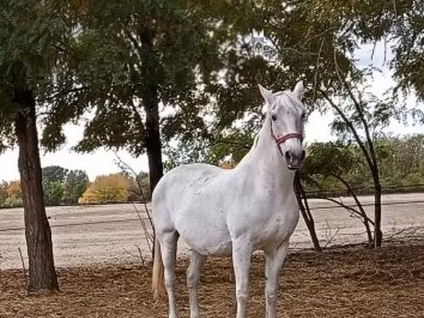 Mare, Lipizzaner — Hungary