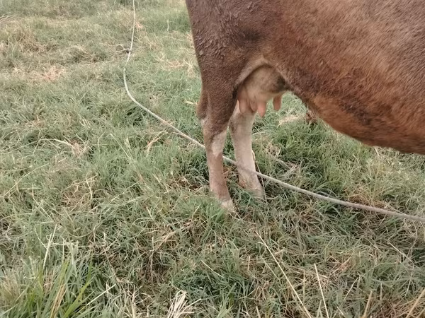 Ganado vacuno