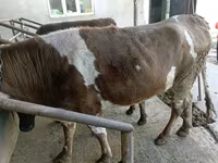 گاو ماده, Simmental cattle — عکس 1