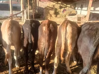 Sapi, Brown Mountain — foto 4