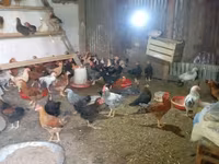 Chickens — عکس 2