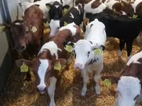 Skot (série, pohlaví neuvedeno), Simmental cattle — foto 2