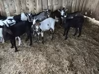 Ziegenbock, Ziegen — Foto 3