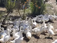 Ducks — عکس 3