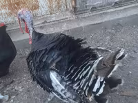 Turkeys — عکس 4