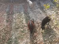 Kambing betina, Goats — foto 6