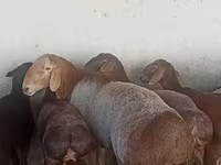 Ovan, Arashan sheep — fotografija 5
