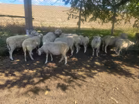 میش, گوسفند — عکس 1