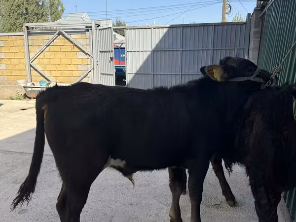 Bulle, Charolais cattle