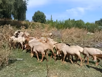 Berbec, Romanov sheep — foto 4