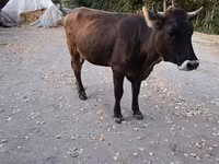 Mucca, Swiss cattle — foto 3