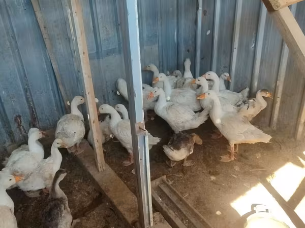 Geese