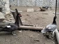 Turkeys — ছবি 1