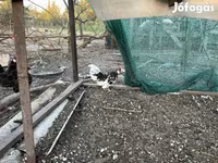 Chickens — photo 1