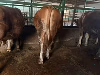 Lembu jantan, Simmental cattle — foto 2