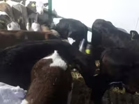 โคเนื้อ (เป็นล็อต, ไม่ระบุเพศ), Simmental cattle — รูปภาพ 7
